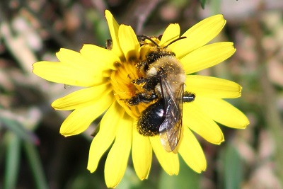 bee on a yellow flower